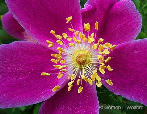 Purple Flower_00590.jpg - Photographed at Ottawa, Ontario, Canada.